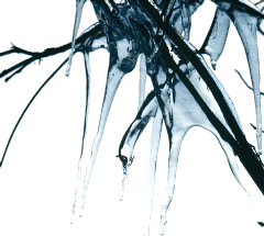 [icicles on a branch]