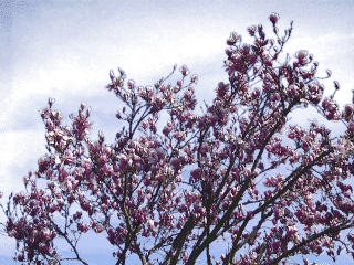 [magnolia blossoms]