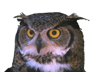 [horned owl]